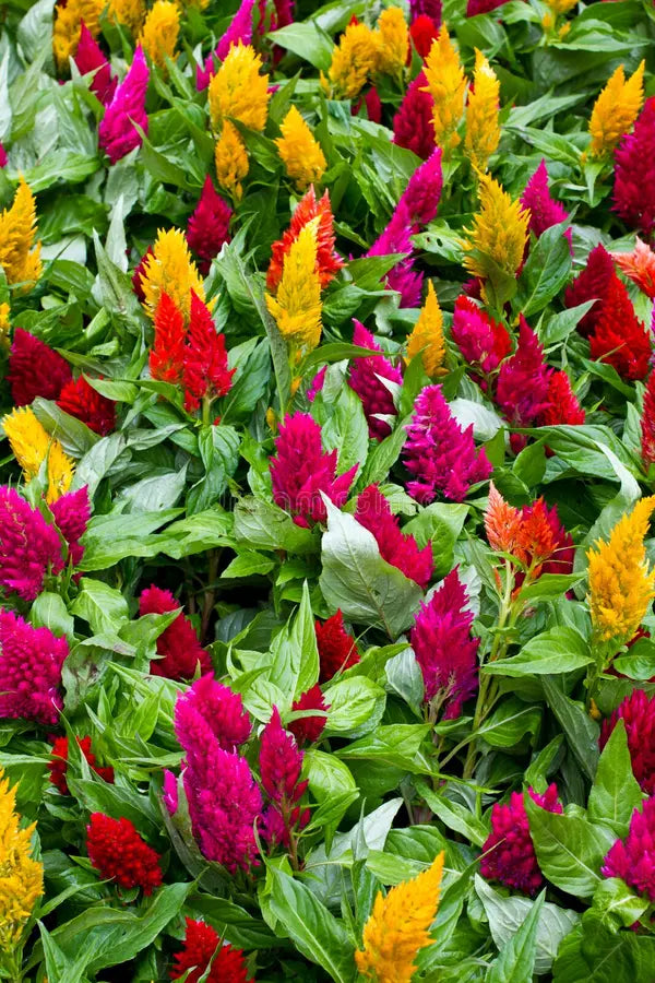 Individual Stems of Cut Flowers-$3.00/each