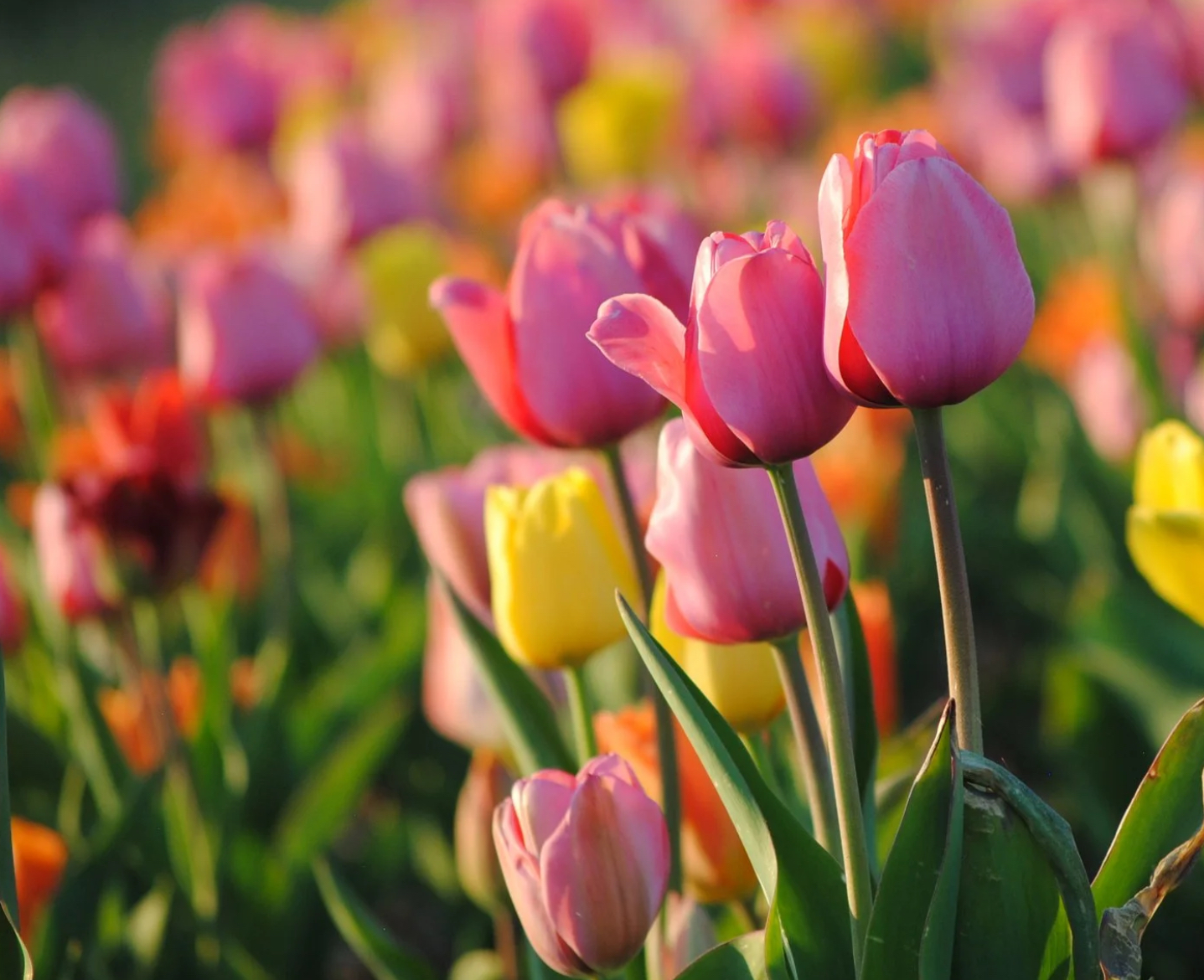 Rows of flowering crops stretching out across the farm fields