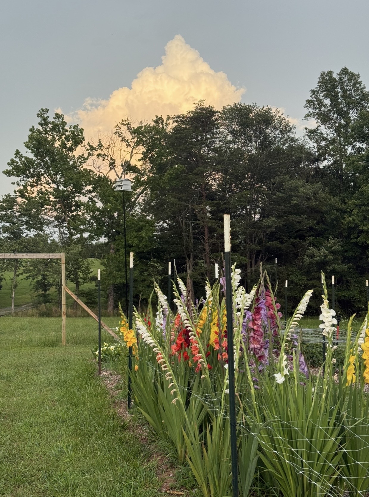 A grower in the field carrying an armful of just-cut flowers